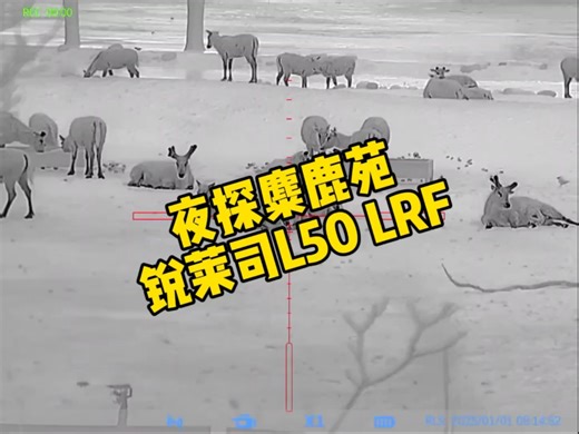 锐莱司第二代L50LRF 夜间麋鹿苑测试