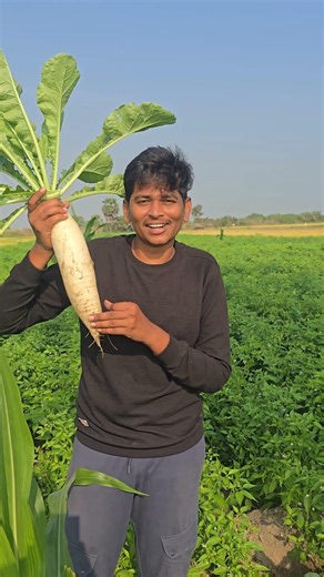 మనతోటలో ఇంతపెద్ద గడ్డ ఎప్పుడూ ఊరలేదు🥔 || ఒక్కొక్కటి ఇంత ఉందేంటిరా స్వామి😮