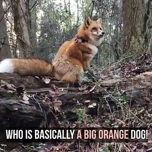 46K views · 1.9K reactions | Who doesn't love Juniper? | The Luxe Cut | Facebook