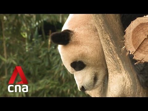 Giant pandas capture hearts in South Korea