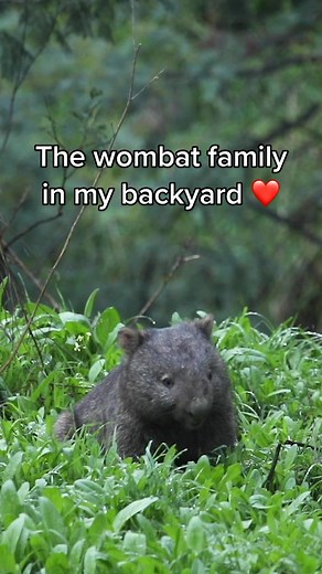 Happy Wombat Wednesday ❤️ - A Glimpse into the World of Australian Wombats
