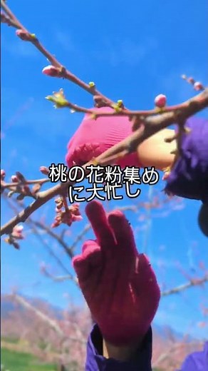 一年に一回の絶景山梨の桃源郷をぜひぜひ堪能しにお出掛けくださーい #桃源郷 #山梨の桃農家