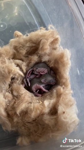 Feeding a Baby Mouse: Care Tips and Diet Guide