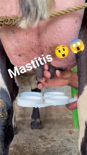 😳 Checking for Mastitis in a Dairy Cow! 🐄🩺