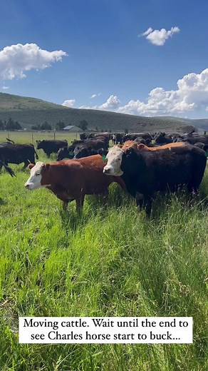 Moving cattle to a new pasture! Never a dull moment on the ranch.