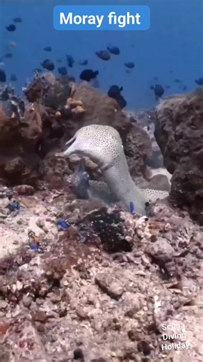 Two Moray eels in a fight 🐍🐍 #moray #MarineLife #Symbiosis #MorayEel #CleanerFish #OceanGiants #WildlifeConservation #underwaterworld #scuba #UnderwaterPhotography #underwatervideo #scuba #uwphotography #scubadiving #UnderwaterPhotography #OceanConservation | Scuba Diving Holidays