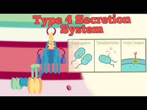 Type 4 Secretion System