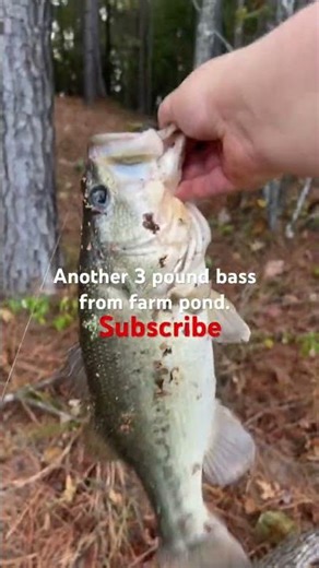 Another 3 pound bass from farm pond# farm pond#fishing #sunfish #angler #fishponds #fishingdaily