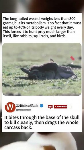 The Science Behind the Long-Tailed Weasel’s Insane Hunting Strategy#naturedocumentary #animalfacts