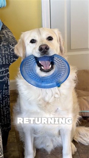 If My Dog Had A Cell Phone🙄 #funny #pets #comdey