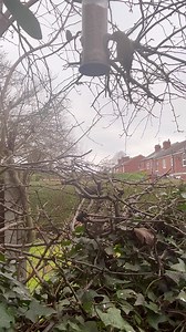 25K views · 2.1K reactions | Greenfinch & Goldfinch feeding the mice in our garden, watch closely how the Greenfinch looks down then taps on the feeder and then mouse goes up for a look and Greenfinch looks down it’s as if they are signaling to the mice that they will drop them some seed, Nature is truly amazing | The Mouse family that live by the brambles | Facebook