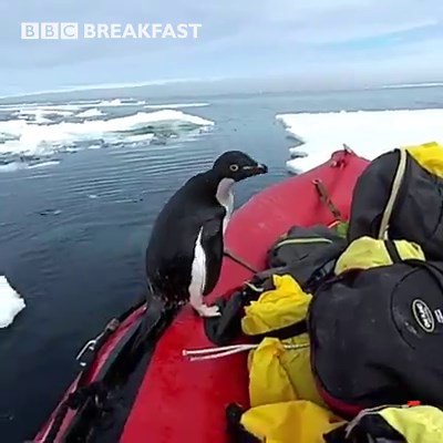 Oh, hello there! 🐧 | BBC Breakfast