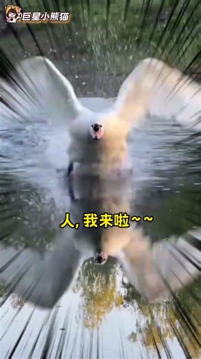 Greasy Swan Surprise! 😱🦢 Swan Funny Animal