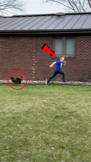 Kids vs. Critters: Chase is On🏃‍♀️🦊 | Animal World