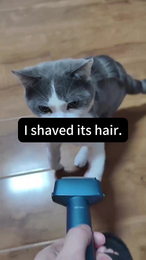 A shaved cat #foryou #funnytiktok #funny #funnyvideos #tiktok #cat #catsoftiktok #funnycat