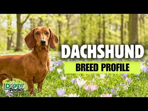 Dachshund Dogs 101: Everything You Need To Know - Is It The Right Dog For You?