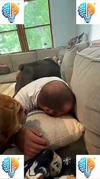 Pets Meeting A New Baby — Funny Pets