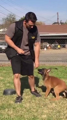 The step-by-step process to teach your dog any command!