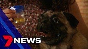 52K views · 28 reactions | Meet the hungry, hungry pug who wanted to get in on a family board game. Sherman's family noticed balls from the game Hungry Hungry Hippos slowly disappearing before they caught him swallowing one whole. They took him to the vet, where they found he had ingested almost a dozen balls. Report on 7NEWS at 6pm. www.7NEWS.com.au #7NEWS | 7NEWS Brisbane | Facebook