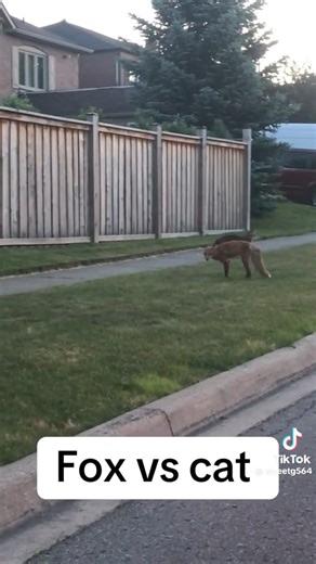 48K views · 905 reactions | Red Fox & Cat Face Off Every time we allow cats outdoors, we invite problems for both the cat and for wildlife. This red fox was not displaying predatory behavior but if forced to defend itself, the fox and the cat could’ve been injured. Thankfully, it ended well. | Protect Our Wildlife Vermont | Facebook