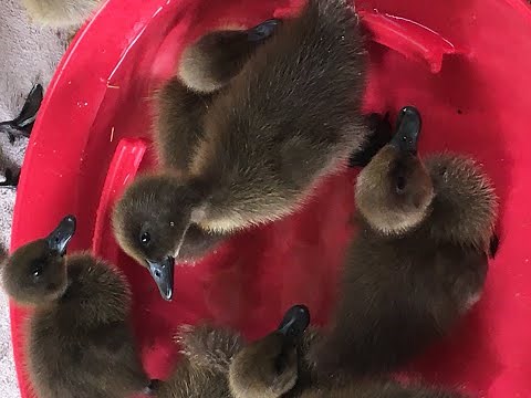 How To Raise Indian Runner Ducks * Baby Runner Duck Clips