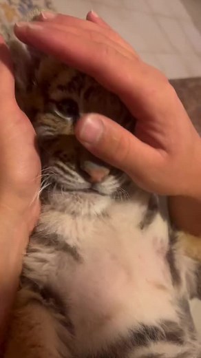 Tiger Cub Interaction: Gentle Petting Experience