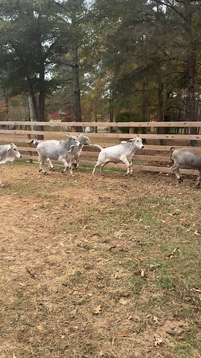Check out these weaned calves sliding through the week!! #BBF #Brahman | Baker's Brahman Farm