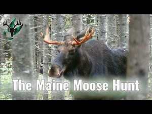 The Sights and Sounds of the Maine Moose Hunt