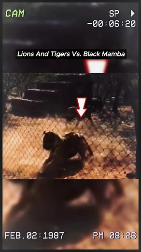 Lions and Tigers Confront Deadly Black Mamba