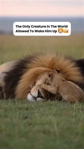 Smart Animalz on Instagram: "Even a King needs a nap… but the Prince has other plans. 🌅🦁 There is a masterpiece in every interaction between a King and his Heir. While the world sees a fierce guardian of the savannah, his son only sees a very large, very warm pillow. It’s a common misconception that these fathers are distant; in reality, they are the patient anchors of the pride. This scene beautifully illustrates that balance—where absolute power meets absolute tenderness. That final embrace