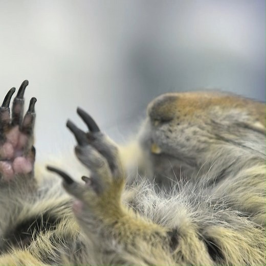 Meet the arctic ground squirrel. This mammal can chill its body down to the freezing point, 32 degrees Fahrenheit, during hibernation and then wake up fine in the springtime. Find out why scientists are studying this cozy Alaskan critter and how they could help to improve our understanding of healthcare for humans. #ClimateAcrossAmerica NOVA l PBS's national Climate Across America initiative has been made possible by the Corporation for Public Broadcasting. Special thanks to the Institute of Arc