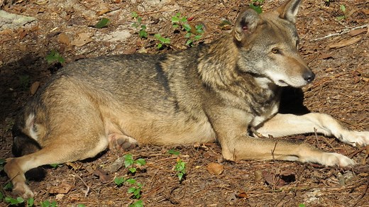 Welcome home, Hyde: Virginia Living Museum has a new red wolf