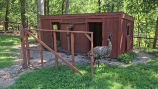 34K views · 1K reactions | Sprinkles, the emu, has the zoomies! Jumping and running around can be caused when emus (and several other animals) get excited or to release excess energy. The day was winding down, and Sprinkles was simply not done playing. He was trying his best to get the attention of his keeper, as well as his roommate, Costello. | World Bird Sanctuary | Facebook