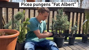 Tips for planting evergreen conifer trees: tutorial