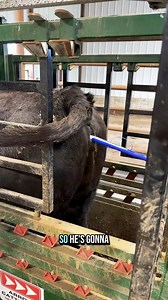 399K views · 16K reactions | CIDRs are in! | Katie Van Slyke | Facebook