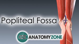 Popliteal Fossa - 3D Models, Video Tutorials & Notes | AnatomyZone