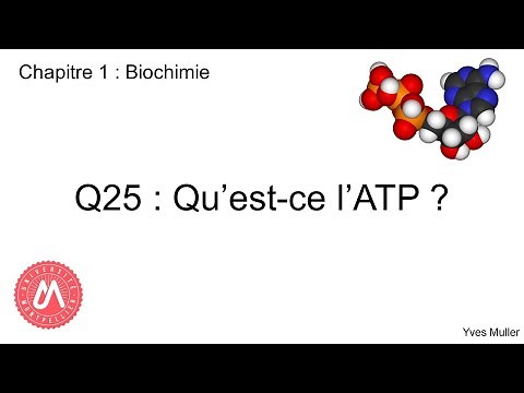 Chapitre 1 : Biochimie - Q25 : Qu'est-ce que l'ATP ?