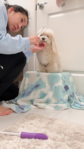 I am still trying to figure out the best way to trim his hair in between full grooms, but this is definitely a huge improvement from Tato’s squirmy days where I couldn’t even get my scissors near him. A few things that worked for Tato when it comes to desensitizing him from hair trims: ✨ Start small: Before I started tackling trimming areas around his face, I initially started by bringing the scissors near him, and rewarding with treat. I actually started out with cutting the hair on his back. T