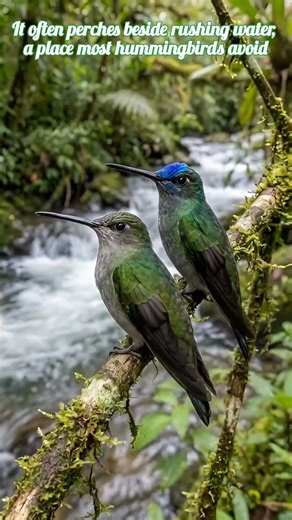Blue-fronted Lancebill 🐦 Streamside Hummingbird | #birds #nature | Vtons Nature #wildlife #shorts