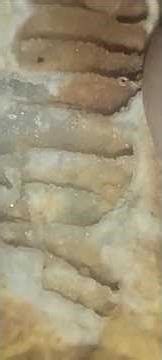 Close up...Crinoid Fossil Found