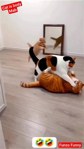 3 Cats fighting😭🤣#shorts #shortsfeed #viral #funny #comedy