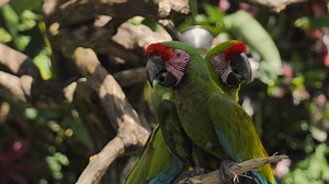 Parrots on a branch in a nature reserve - Free Stock Video