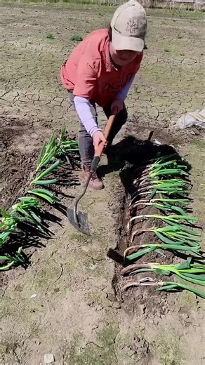 Incredible Farmers: The Backbone of Agriculture