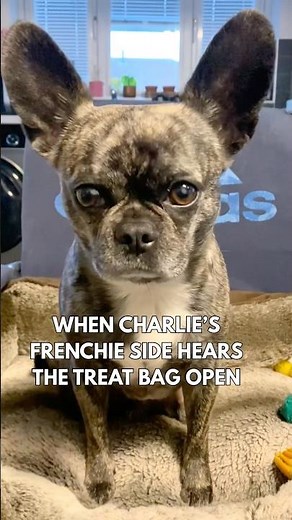 The fun side of owning a Frenchie x Chug mix 🐾