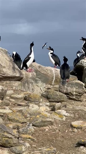 13K views · 97 reactions | Julia Quinn on Reels | Facebook