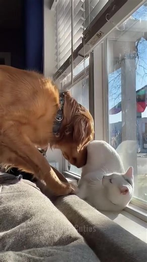 Annoying the Cat: A Hilarious Pet Showdown