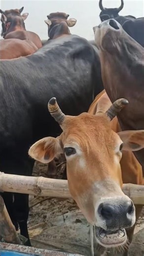 suara sapi unik #shortvideo #sapilucu