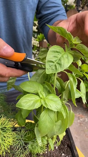 Annual basil pruning PSA #basil #gardentips #gardening_546 | SavorLife