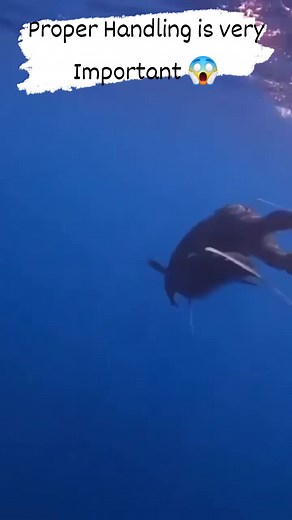 The swordfish's bill is sharp and can penetrate flesh, causing deep wounds.Be Careful #fishingworldtv | Fishing World Tv