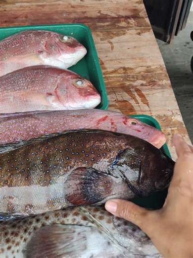 24 Februari 2026 hari ini redy ya , timur perempatan pasar Kademangan Blitar 🔥🔥🐟 cumi sotong 45k/kg cumi pen 75k / kg cumi manis 90rb / kg patin 28k/kg tombro 28/kg nila 30/kg bwal hitan 55/kg baracuda kecil 23/kg empok merah 23/kg tuna 38/kg lemuru 20/kg udang 90/kg rajungan 75/kg kepiting bakau 80/kg & 85/kg #blitar24jam #tulungagung24jam #trenggalek24jam #blitar